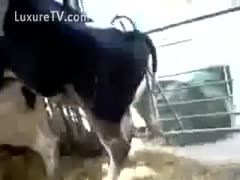 Fucking cows on the farm